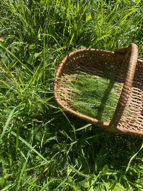 Eat Your Weeds: Feeding and Healing with Common Plants w/ Katrina Wilmot — Good Vibrations Society 2026